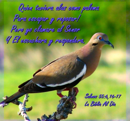 Alas Como Paloma - white winged dove, bird, Bible, dove