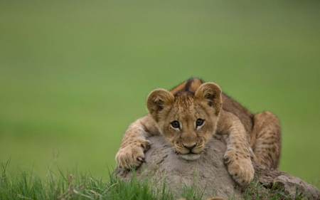 Lion cub