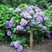 Purple Hydrangea Vanilla Strawberry Flowers