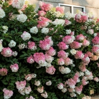 Hydrangea Vanilla Strawberry Pink Flowers