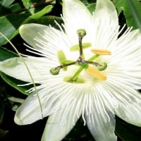 Rare Snow Queen Passion Flower