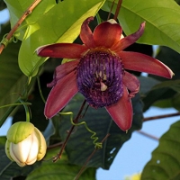 Very Rare Passion  Flowers