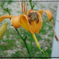 FROG ON FLOWER