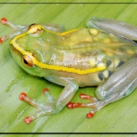 BEAUTIFUL FROG