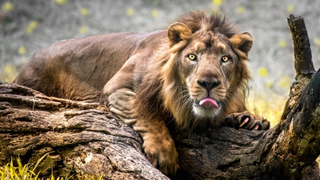 Lion - animal, funny, leu, lion, face, tongue