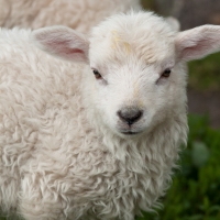 Lamb