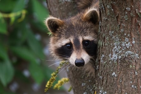 Raccoon - anumal, raton, cute, raccoon, enot