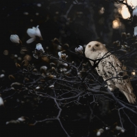 Snowy owl