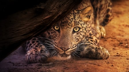 Leopard - leopard, animal, paw, brown, eyes