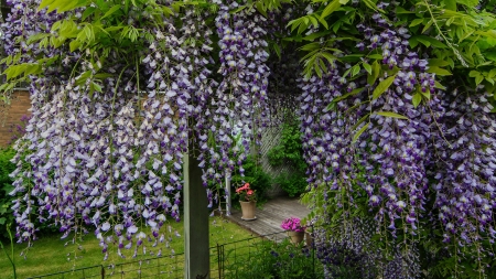 Wisteria - Flowers & Nature Background Wallpapers on Desktop Nexus