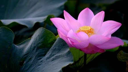 Lotus - lotus, water lily, leaf, flower, pink