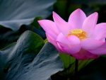 Lotus