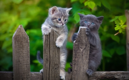 cute kittens - animals, cats, cute, fence, photography