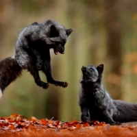 Black Silver Fox Playing In Autumn Leaves