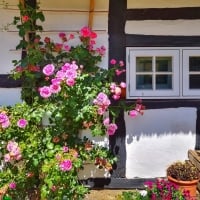 Window with Flowers