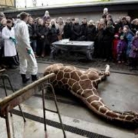 2 Year Old Giraffes Killed For Meat In Copenhagen