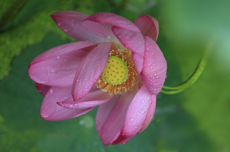 Lotus - pink, yellow, flower, green, water lily, lotus