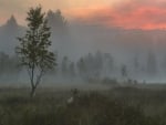 Mist at the sunset