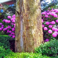 Sycamore and Rhododendron