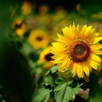 Sunflowers