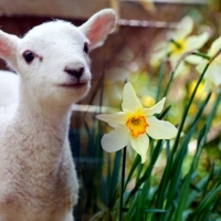 Lamb And Flowers