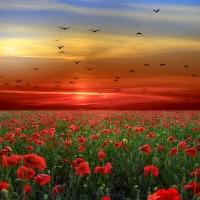 Field with poppies flowers