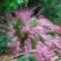 Cotton Candy Pink Ornamental Grass