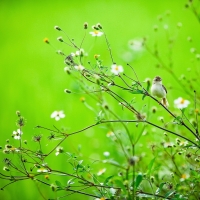 A tinny bird resting in a field