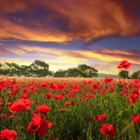 Poppy field