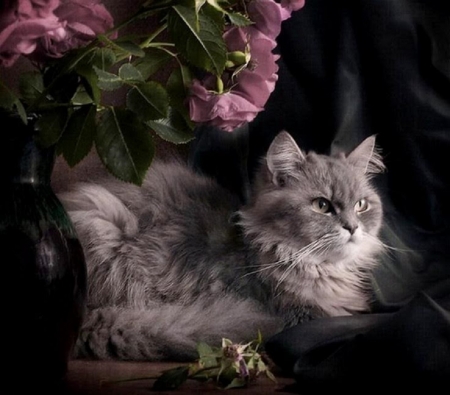 lady with a roses - animals, cat, lady, roses