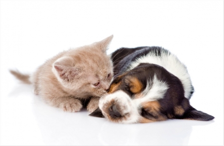 the friendship - animals, cats, friendship, kitten, puppy