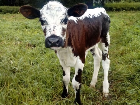 black  and beautiful little cow