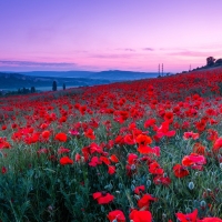 Summer Poppy Field at Twilight