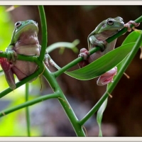 TWO FROGS ON PLANT