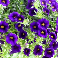 Million Bell Purple Petunias