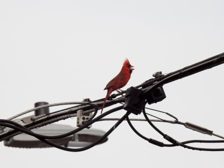 Singing Cardinal - Summer, Cardinal, Hydro Lines, Singing Cardinal, Animal, Photography, Bird