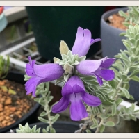 PURPLE BELL FLOWERS