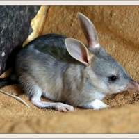 BABY BILBY