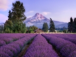 Lavender field