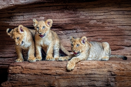 Lion cubs - animal, leu, cub, cute, lion, trio