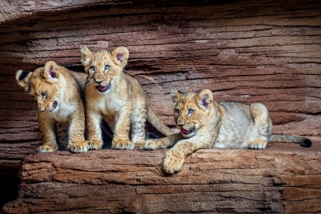 Lion cubs - animal, cub, leu, cute, lion, trio