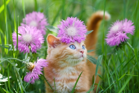 Am I pretty? - summer, cornflower, grass, pink, cat, kitten, green, pisici, cute, vara