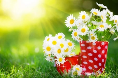 Daisies - daisies, pots, poke, white, red, green