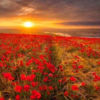 Poppy field at sunset