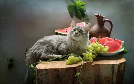 Still Life with Cat - still life, cat, water melon, grapes