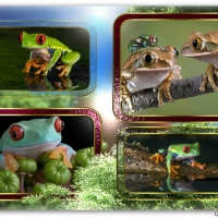 FRAMED FROGS