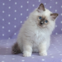 Kitten