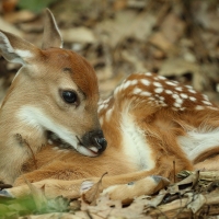 Bambi