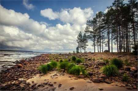 At the beach - cloud, swa, tree, water