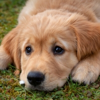 Golden Retriever puppy